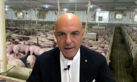 Schweinesplitter Video 23.05.2022